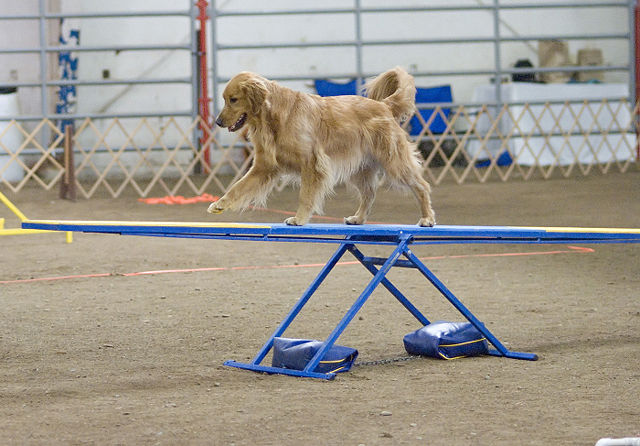 Image:Golden Retriever agility teeter.jpg