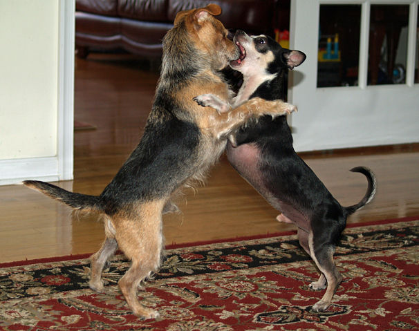 Image:Dogs roughhousing by David Shankbone.jpg