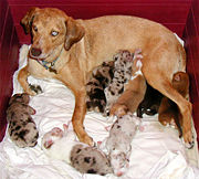 A Catahoula Leopard mother nursing her litter of puppies.