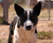 Working dogs most commonly are purebreds that had been bred for certain traits, however working mixed-breed dogs are not uncommon.