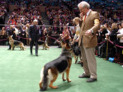 German Shepherd Dogs at the Westminster Kennel Club dog show