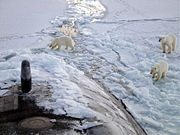 Polar bears investigate the submarine USS Honolulu 280 miles (450 km) from the North Pole.