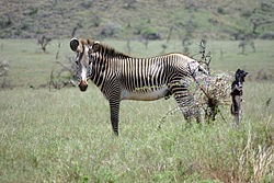 Grevy's Zebra in Kenya