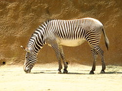 A Zebra in captivity at the Los Angeles Zoo