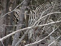 A mother nursing her young blends into a stand of deadwood.