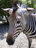 Closeup of zebra face