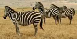 Zebras in Tanzania
