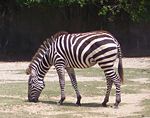 A zebra feeding on grass.