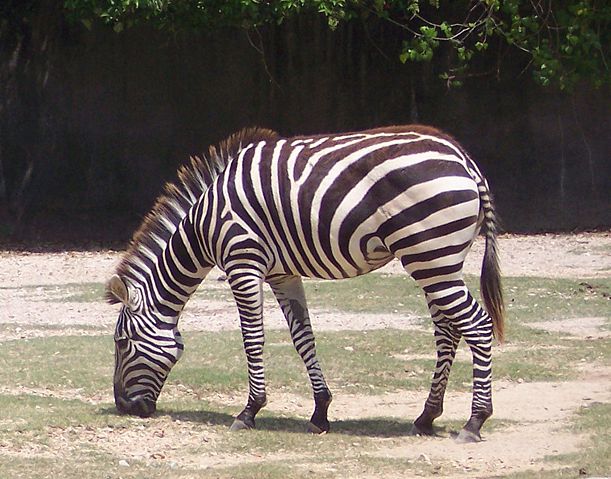 Image:Zebra eating.JPG