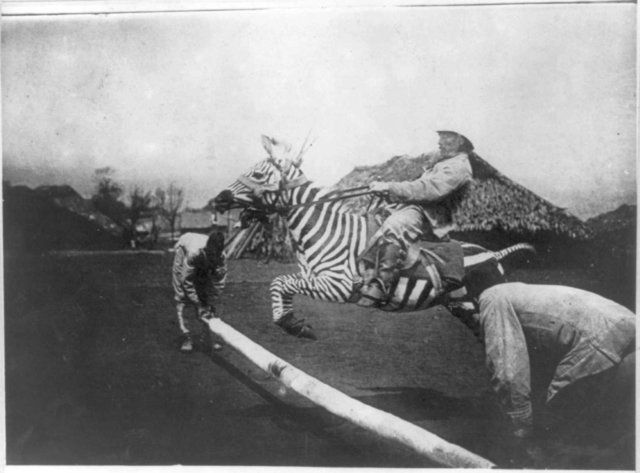 Image:Zebra-tame-jumping.jpg
