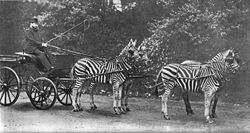 Lord Rothschild with his famed zebra carriage (Equus burchelli), which he frequently drove through London.