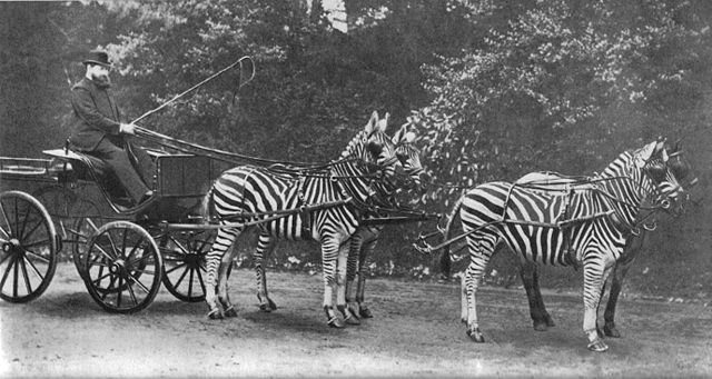 Image:WalterRothschildWithZebras.jpg