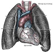 Human heart and lungs, from an older edition of Gray's Anatomy.