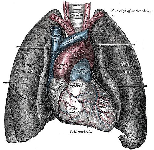 Image:Heart-and-lungs.jpg