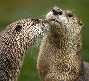Northern river otters