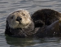 A sea otter in Morro Bay, California