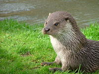 Eurasian otter, in England