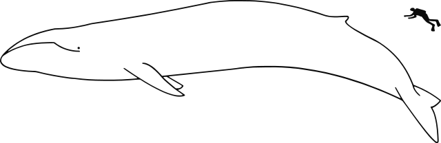 Image:Blue whale size.svg