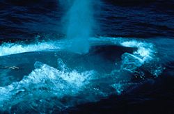 The blow of a Blue Whale