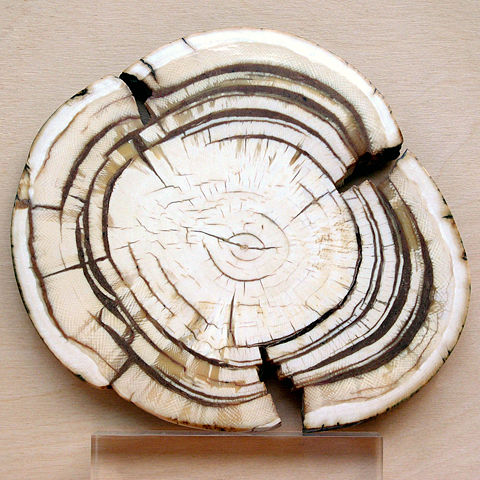 Image:Mammoth ivory hg.jpg