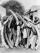 Men with ivory tusks, Dar es Salaam, c. 1900