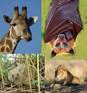 From Top-left going clockwise: giraffe, golden crown fruit bat, lion, hedgehog