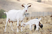 Goat kids will stay with their mother until they are weaned, this is usually about one month