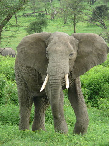 Image:Elephant near ndutu.jpg