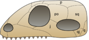 The original synapsid skull structure has one hole behind each eye, in a fairly low position on the skull (lower right in this image).