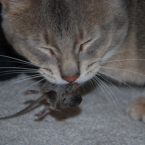 Image:Mouse kill.jpg