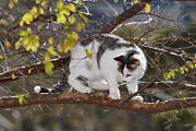 A cat in a tree.