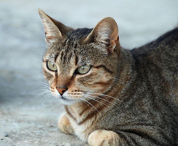 Image:Felis silvestris - July 2007-1.jpg