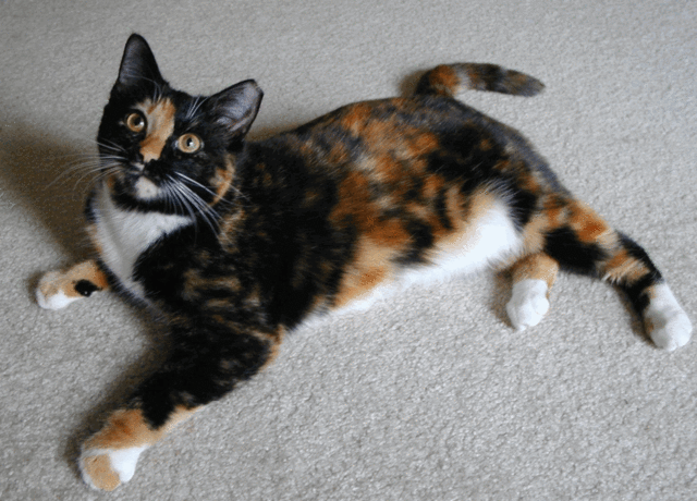 Image:Curly calico2.gif