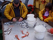 Fisheries scientists sorting a catch of small fish and langoustine.