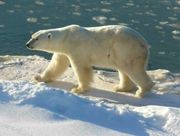 Polar bear at Wapusk National Park, Canada