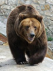 Brown Bear Ursus arctos, at the Medved zoo