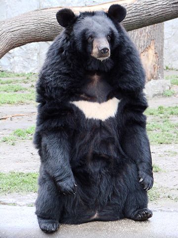 Image:Ursus thibetanus 3 (Wroclaw zoo).JPG