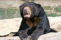 Sun Bear Helarctos malayanus, at the Columbus Zoo