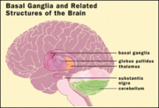 Brain structures implicated in Tourette's syndrome