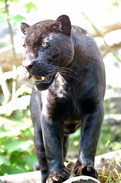 A "black panther" — a melanistic jaguar