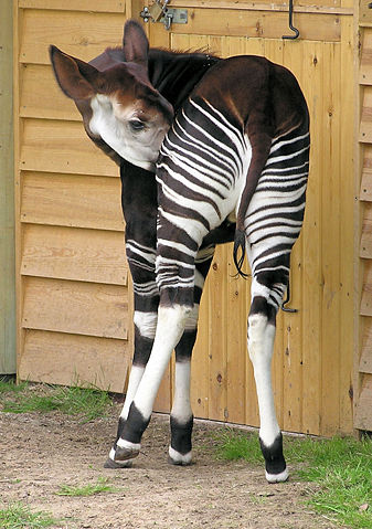 Image:Okapi from the rear arp.jpg