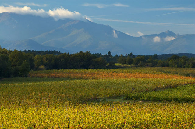 Image:Vinepyrennees2.jpg