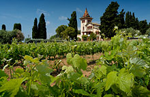 "Old World" vineyard using modern spacing and trellising methods