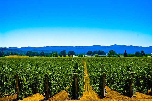 Image:Robert Young Vineyards.jpg