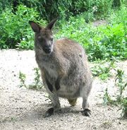 Red-necked Wallaby