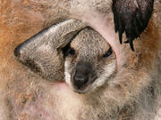 Red-necked Wallaby (Macropus rufogriseus) joey in pouch