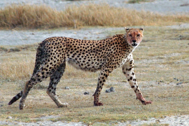 Image:Acinonyx jubatus walking edit.jpg