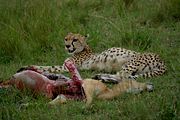 A cheetah with impala kill