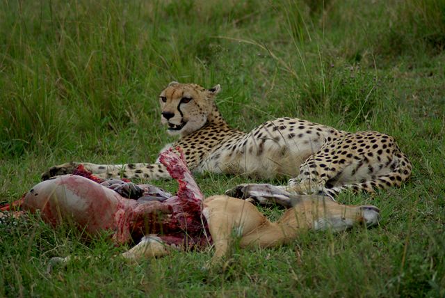 Image:Cheetah with impala kill.jpg