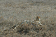 A cheetah in Serengeti National Park, Tanzania.